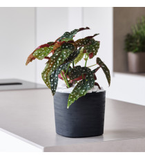 Vaso quadrato Capri - 13 L - sabbia - TeraPlast