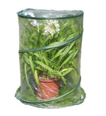 Serra Pop-up Anthurium - 70 x 100 cm - trasparente - Verdemax Serra Pop-up Anthurium - 70 x 100 cm - trasparente - Verdemax