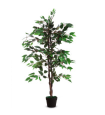 Pianta ornamentale - ficus - H 120cm - Paperflow Pianta ornamentale - ficus - H 120cm - Paperflow