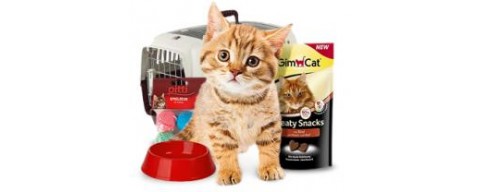 Gatto Gatto