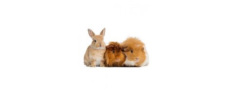 Piccoli Animali Piccoli Animali